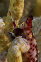 Phenacovolva nectarea