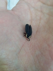 Photinus sturmii