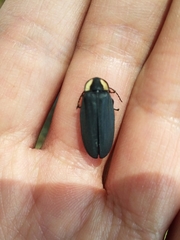 Photinus sturmii