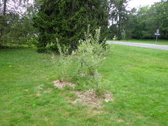 Salix chaenomeloides