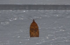 Planotortrix