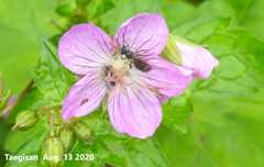 Geranium thunbergii