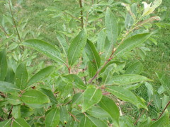 Salix chaenomeloides