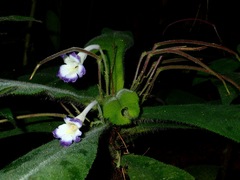 Codonoboea quinquevulnera