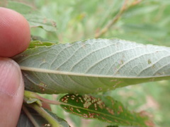 Salix chaenomeloides