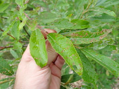 Salix chaenomeloides