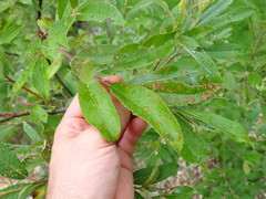 Salix chaenomeloides