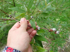Salix chaenomeloides