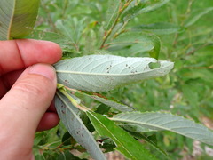 Salix chaenomeloides