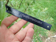 Salix chaenomeloides