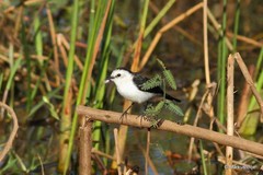 Fluvicola albiventer