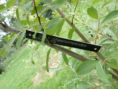 Salix chaenomeloides