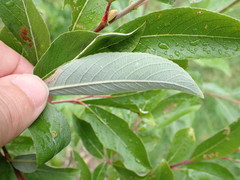 Salix chaenomeloides