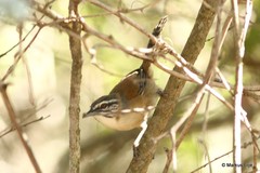Pheugopedius genibarbis