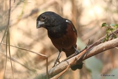 Sporophila angolensis