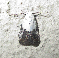 Eublemma bipartita