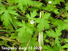 Geranium wilfordii