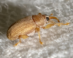 Lignyodes helvolus