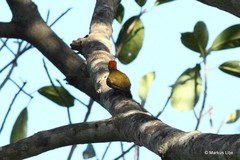 Dryobates passerinus