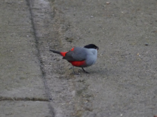 Black-headed Waxbill (Estrilda atricapilla), photo 5