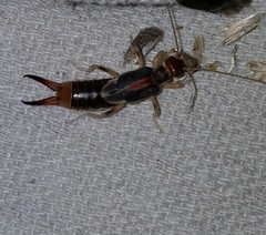 Labidura riparia