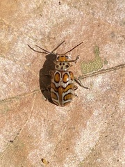 Exora cingulata