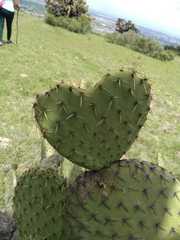 Opuntia streptacantha
