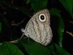 Ypthima fasciata