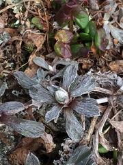 Antennaria alpina