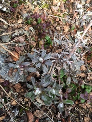 Antennaria alpina