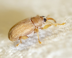 Lignyodes helvolus