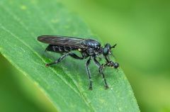 Laphria canis