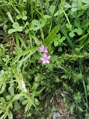 Erodium cicutarium