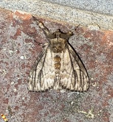 Dasychira atrivenosa