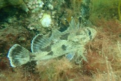Devilfish photo 4