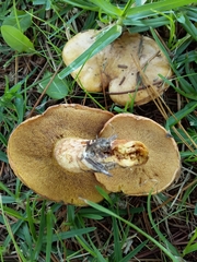 Suillus