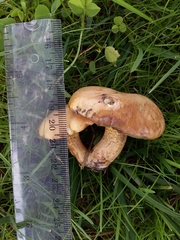 Suillus
