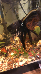 Pterophyllum scalare