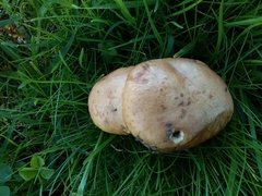Suillus