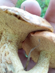 Suillus