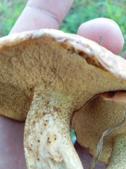 Suillus