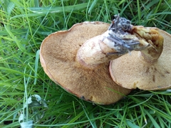 Suillus