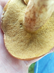 Suillus