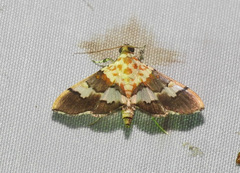 Aetholix flavibasalis
