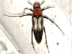 Macrosiagon sayi