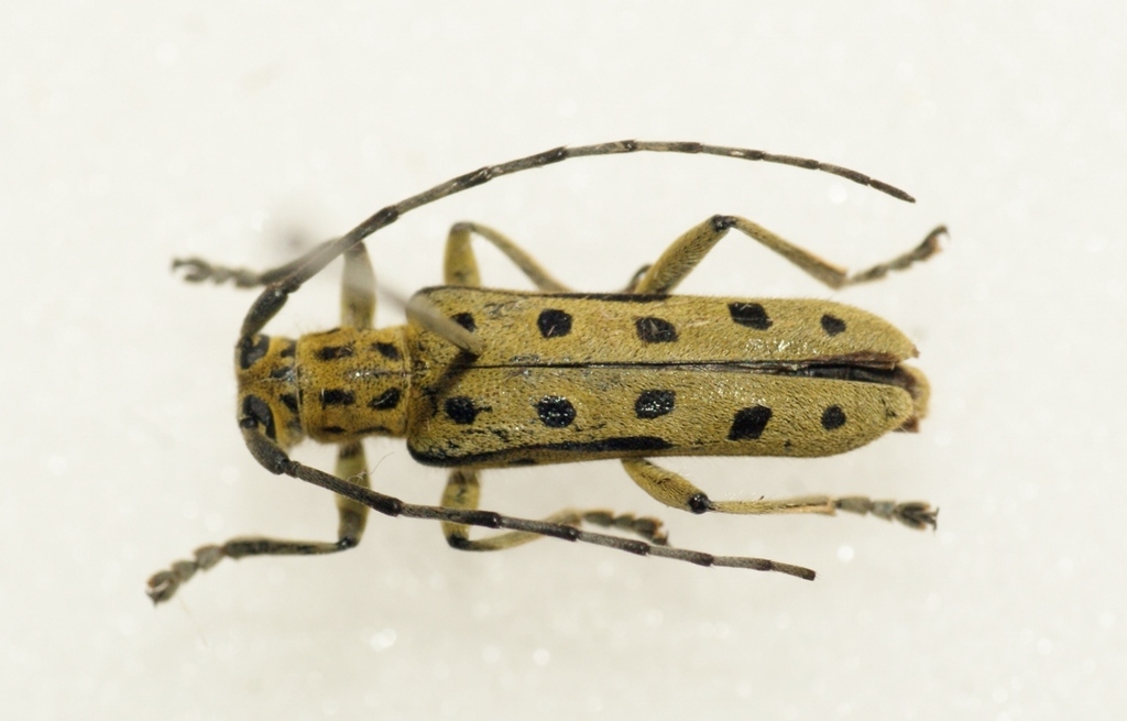 Saperda perforata