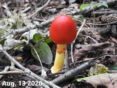 Amanita hemibapha