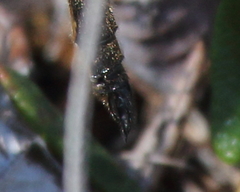 Somatochlora franklini