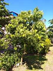 Cinnamomum kotoense