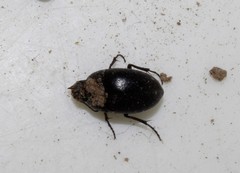 Zophosis punctata